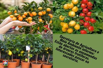 Encomendas de árvores frutíferas